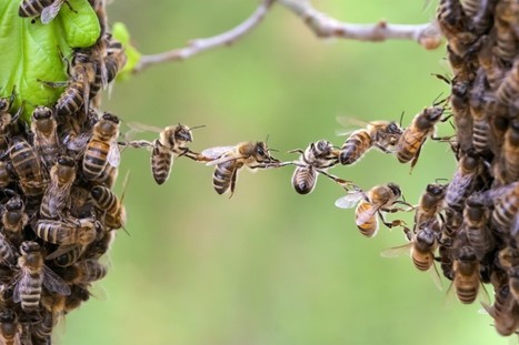 chaine abeille ruche